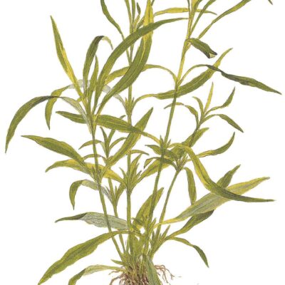 Alternative view of Hygrophila costata
