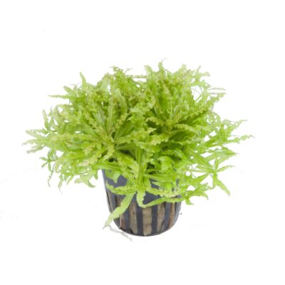 Alternative view of Pogostemon helferi potted (Tropica )