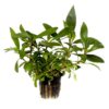 Hygrophila corymbosa 'Siamensis 53B' potted (Tropica )