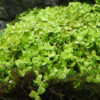 Micranthemum tweediei 'Monte Carlo' potted (Tropica )