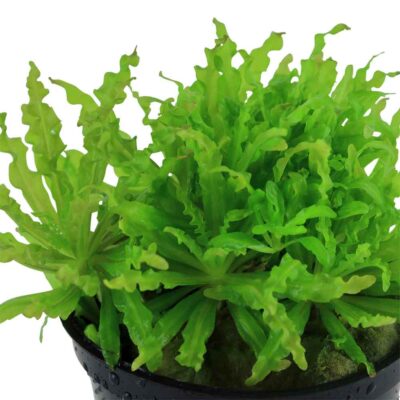 Pogostemon helferi potted (Tropica )