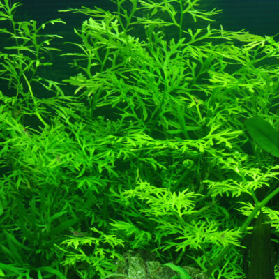 Ceratopteris thalictroides
