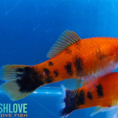 Alternative view of Swordtail Marble Red And White xxl
