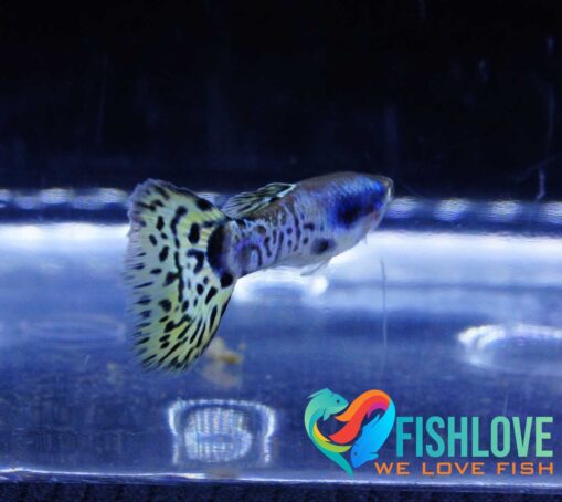 Guppy snake skin green delta - Image 7