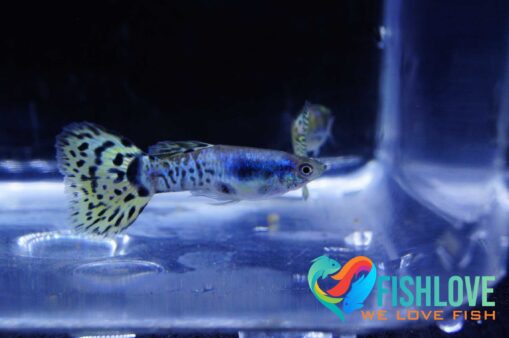 Guppy snake skin green delta - Image 6