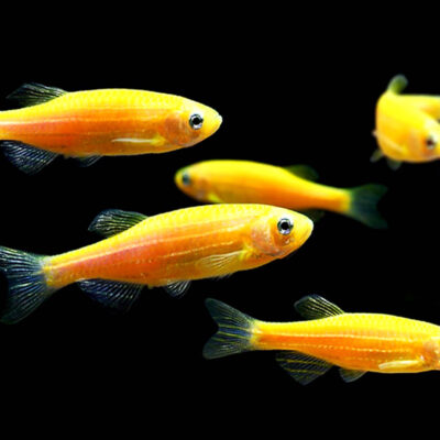 Alternative view of Sunburst Orange Danio