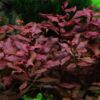 Ludwigia palustris 'Super Red'