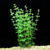 Lysimachia Nummularia
