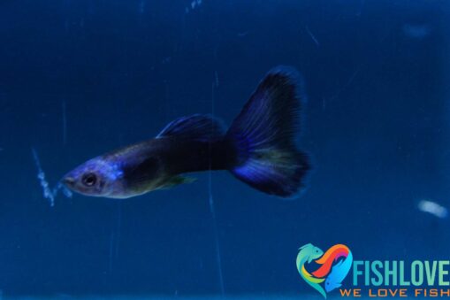 Guppy Blue Moscow - Image 5