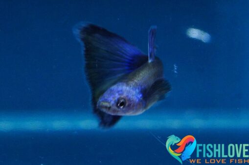 Guppy Blue Moscow - Image 4