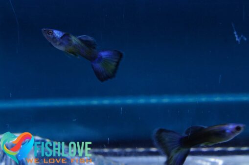 Guppy Blue Moscow - Image 3