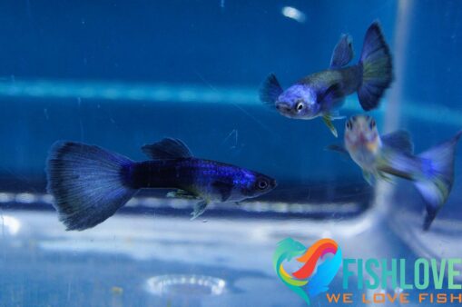 Guppy Blue Moscow - Image 11