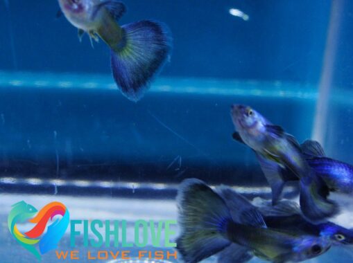 Guppy Blue Moscow - Image 10