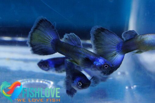 Guppy Blue Moscow - Image 9