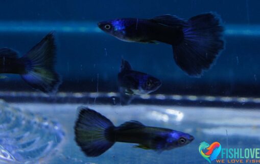 Guppy Blue Moscow - Image 8