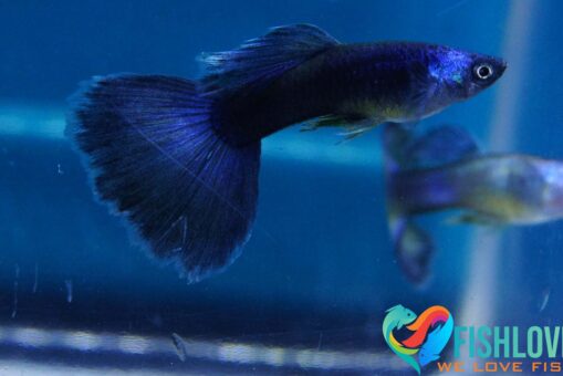 Guppy Blue Moscow - Image 7