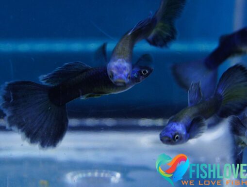 Guppy Blue Moscow - Image 6