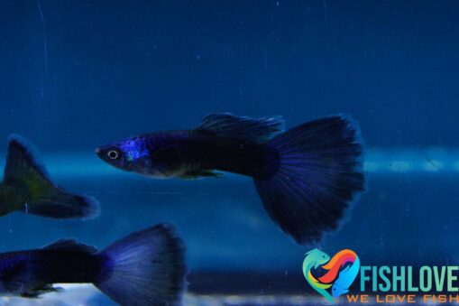 Guppy Blue Moscow