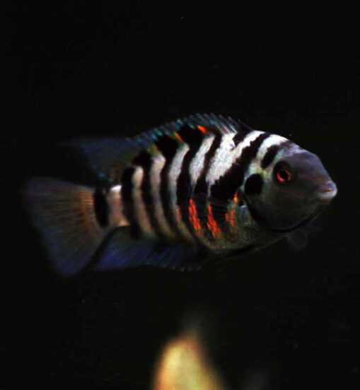 Convict Cichlid
