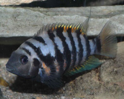 Convict Cichlid - Image 2