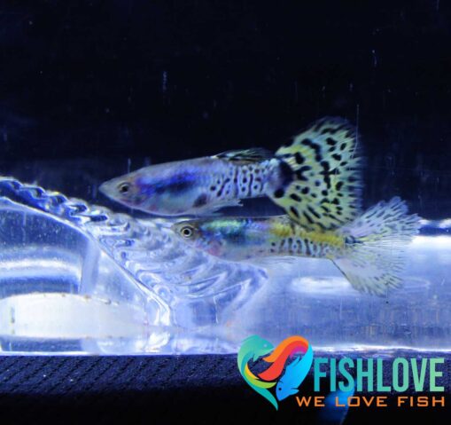 Guppy snake skin green delta - Image 4