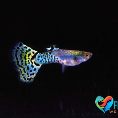 Guppy snake skin green delta