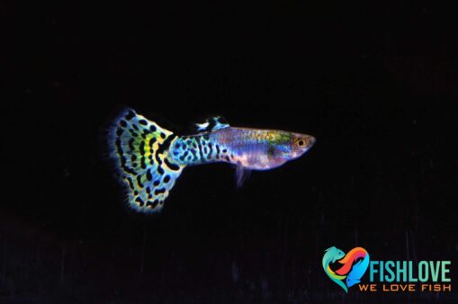 Guppy snake skin green delta