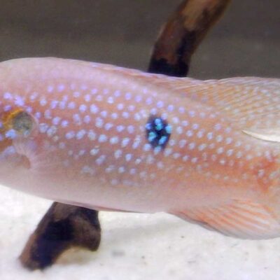 Alternative view of Jewel κιχλίδες