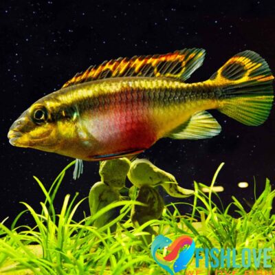 Alternative view of Kribensis