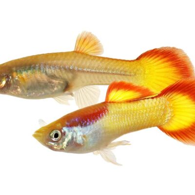 Alternative view of Super Προσφορά 15 Guppy mix Classic !!!