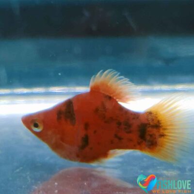 Platy Berlin