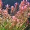 rotala rotundifolia