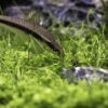 Siamese Algae Eater (SAE)