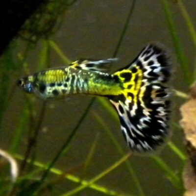Alternative view of Guppy snake skin green delta