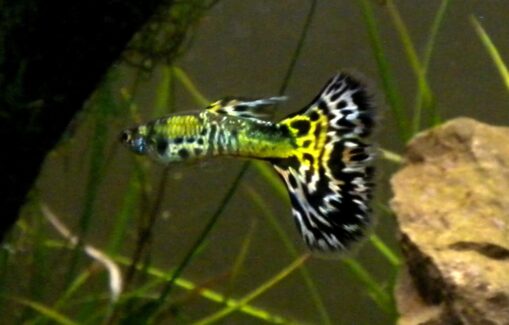 Guppy snake skin green delta - Image 2