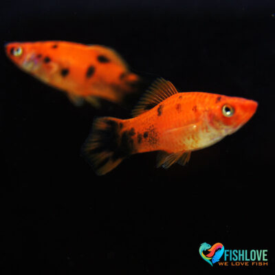 Swordtail Marble Red And White xxl