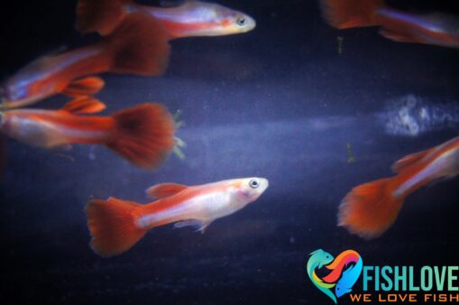 Guppy Red Queen - Image 6
