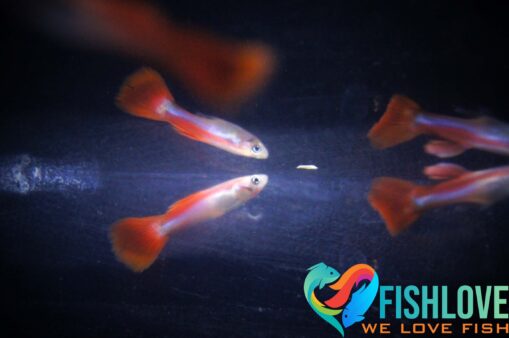 Guppy Red Queen - Image 5
