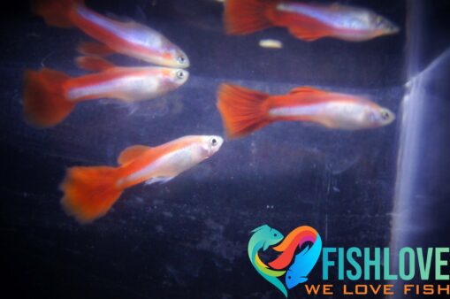 Guppy Red Queen - Image 4