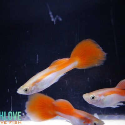 Guppy Red Queen
