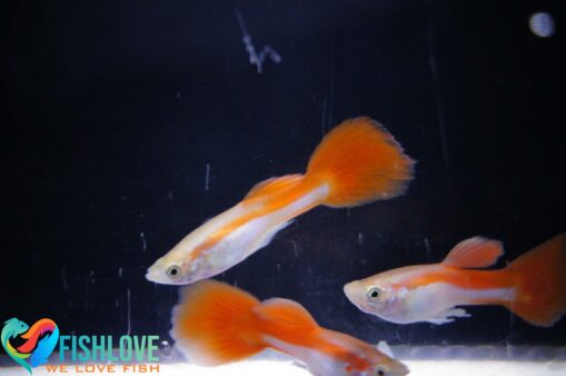 Guppy Red Queen