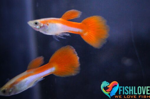 Guppy Red Queen - Image 2
