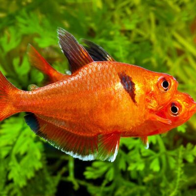 Alternative view of tetra serpae Ινδιανάκια