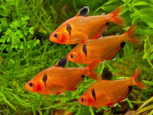 tetra serpae Ινδιανάκια