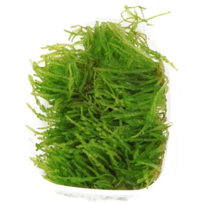 Alternative view of Vesicularia ferriei 'Weeping Moss' portion