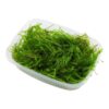 Vesicularia ferriei 'Weeping Moss' portion