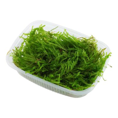 Vesicularia ferriei 'Weeping Moss' portion