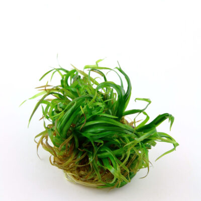 Alternative view of Blyxa japonica 1-2-Grow! (Tropica)