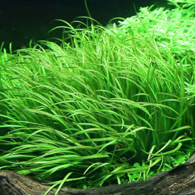 Blyxa japonica 1-2-Grow! (Tropica)
