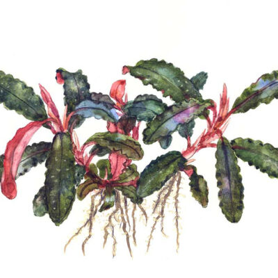 Alternative view of Bucephalandra 'Kedagang' (Tropica)